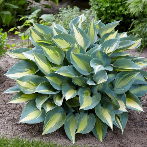 Árnyékliliom - Hosta 'Catherine"