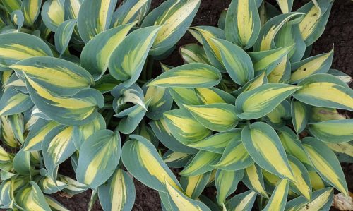 Árnyékliliom - Hosta 'Catherine"