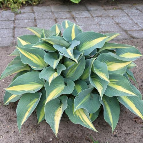 Árnyékliliom - Hosta 'Catherine"