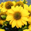 Bíbor kasvirág - Echinacea purpure "Yellow Shades"