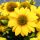 Bíbor kasvirág - Echinacea purpure "Yellow Shades"