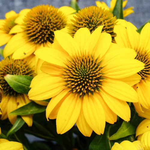Bíbor kasvirág - Echinacea purpure "Yellow Shades"