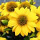 Bíbor kasvirág - Echinacea purpure "Yellow Shades"