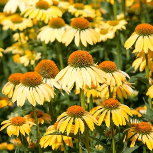 Bíbor kasvirág - Echinacea purpure "Yellow Shades"