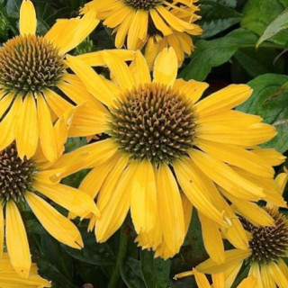 Bíbor kasvirág - Echinacea purpure "Yellow Shades"