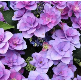   Kerti Hortenzia " Flame Blue " - Hydrangea macrophylla