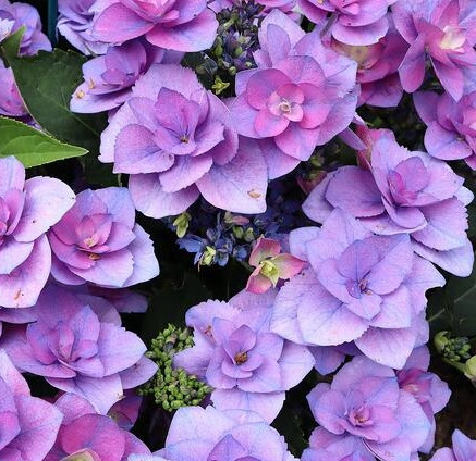 Kerti Hortenzia " Flame Blue " - Hydrangea macrophylla