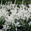 Tollbuga - Astilbe japonica "Gladstone"
