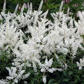 Tollbuga - Astilbe japonica "Gladstone"