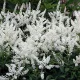 Tollbuga - Astilbe japonica "Gladstone"