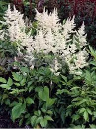 Tollbuga - Astilbe japonica "Gladstone"