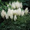 Tollbuga - Astilbe japonica "Gladstone"
