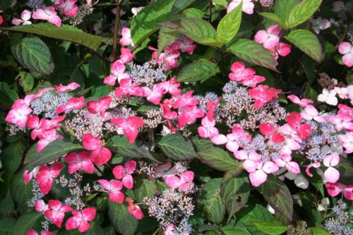 Fűrészeslevelű hortenzia - "Intermedia" - Hydrangea Serrata