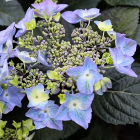   Kerti hortenzia - Hydrangea macrophylla Endless Summer "Pop Star Blue"'