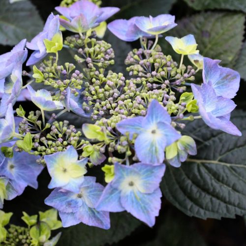 Kerti hortenzia - Hydrangea macrophylla Endless Summer "Pop Star Blue"'