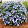 Kerti hortenzia - Hydrangea macrophylla Endless Summer "Pop Star Blue"'