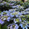 Kerti hortenzia - Hydrangea macrophylla Endless Summer "Pop Star Blue"'