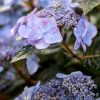 Kerti hortenzia - Hydrangea macrophylla Endless Summer "Pop Star Blue"'