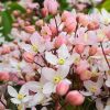 Örökzöld Klematisz - Clematis Armandii "Apple Blossom"