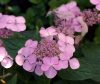 Fűrészeslevelű hortenzia - "Intermedia" - Hydrangea Serrata