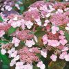 Fűrészeslevelű hortenzia - "Intermedia" - Hydrangea Serrata