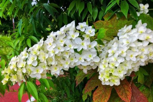 Tölgylevelű hortenzia " Snow Giant" - Hydrangea quercifolia
