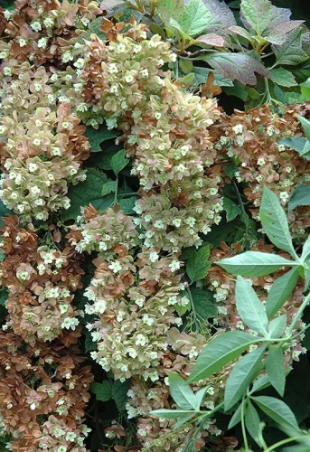 Tölgylevelű hortenzia " Snow Giant" - Hydrangea quercifolia