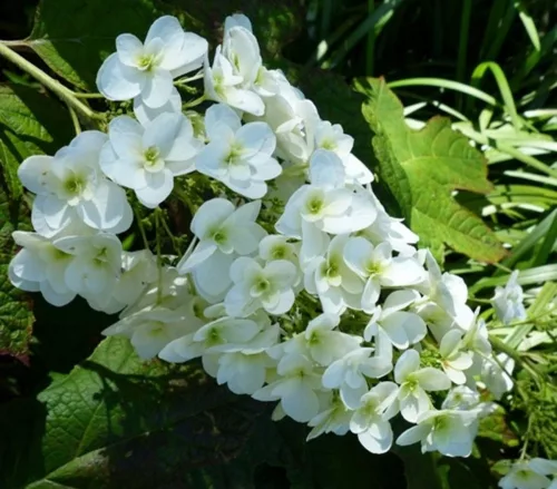 Tölgylevelű hortenzia " Snow Giant" - Hydrangea quercifolia