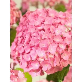   Kerti hortenzia - Hydrangea macrophylla 'Superbowl Rose"
