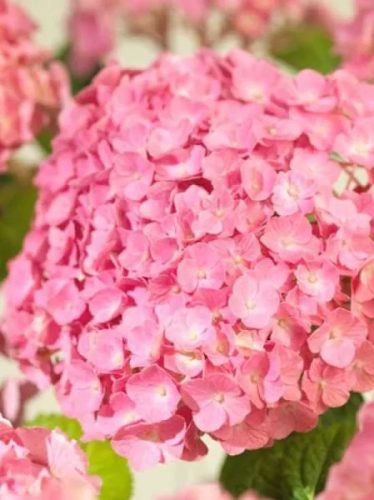 Kerti hortenzia - Hydrangea macrophylla 'Superbowl Rose"