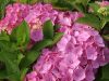 Kerti hortenzia - Hydrangea macrophylla 'Superbowl Rose"