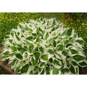 Árnyékliliom - Hosta 'Brim Cup"