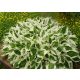 Árnyékliliom - Hosta 'Brim Cup"
