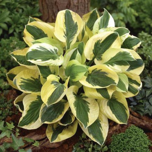 Árnyékliliom - Hosta 'Brim Cup"