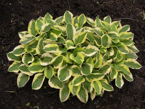 Árnyékliliom - Hosta 'Brim Cup"