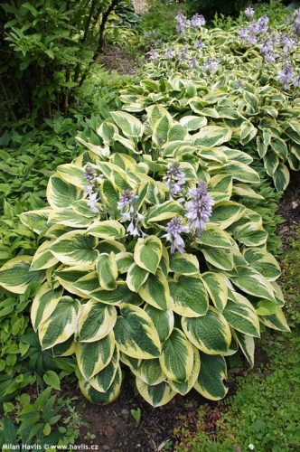Árnyékliliom - Hosta 'Brim Cup"