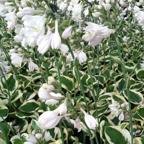 Árnyékliliom - Hosta 'Brim Cup"