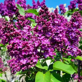 Orgona - Syringa vulgaris "Charles Joly"
