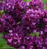 Orgona - Syringa vulgaris "Charles Joly"