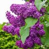 Orgona - Syringa vulgaris "Charles Joly"