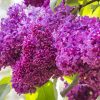 Orgona - Syringa vulgaris "Charles Joly"