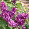 Orgona - Syringa vulgaris "Charles Joly"