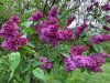 Orgona - Syringa vulgaris "Charles Joly"
