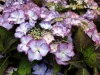 Kerti hortenzia  - Royalty Collection "Tiffany Purple" K2