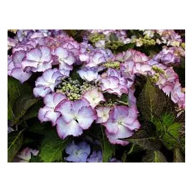   Kerti hortenzia  - Royalty Collection "Tiffany Purple" K2