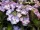 Kerti hortenzia  - Royalty Collection "Tiffany Purple" K2