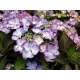 Kerti hortenzia  - Royalty Collection "Tiffany Purple" K2