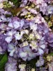 Kerti hortenzia  - Royalty Collection "Tiffany Purple" K2