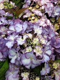 Kerti hortenzia  - Royalty Collection "Tiffany Purple" K2