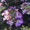 Kerti hortenzia  - Royalty Collection "Tiffany Purple" K2